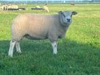 Texelaar dekrammen met hoge fokwaarde wormresistentie, Dieren en Toebehoren, Schapen, Geiten en Varkens, Mannelijk, Schaap, 0 tot 2 jaar