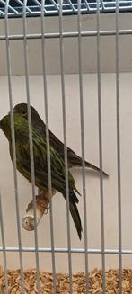 Kanarie koppel, Dieren en Toebehoren, Vogels | Kanaries, Meerdere dieren, Kleurkanarie