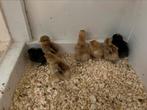 Cochin Kuikens, Dieren en Toebehoren, Geslacht onbekend, Kip