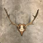 Antiek damhert gewei,hertengewei, geweien, wand decoratie, Antiek en Kunst, Curiosa en Brocante, Ophalen