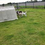 Te koop 2 mooie bonte bokjes., Dieren en Toebehoren, Mannelijk, Geit