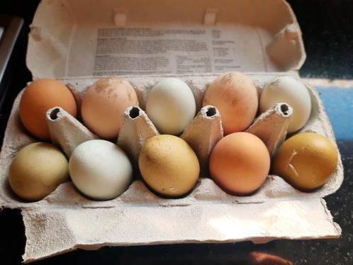 Verse eieren te koop scharreleieren kippen ei eitjes, Dieren en Toebehoren, Pluimvee | Toebehoren, Nieuw, Overige typen, Ophalen