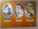 Oude schoolplaat Buizerd Steenuil Torenvalk, Ophalen of Verzenden, Natuur en Biologie