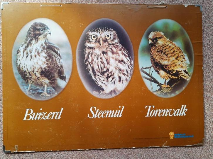 Oude schoolplaat Buizerd Steenuil Torenvalk, Antiek en Kunst, Antiek | Schoolplaten, Natuur en Biologie, Ophalen of Verzenden