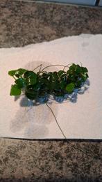 Anubias klein, Ophalen, Plant(en), Steen of Hout