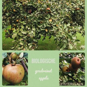 Biologische goudreinet appels - € 1,50 p/kg beschikbaar voor biedingen