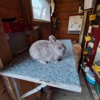 Kleurdwerg, Dieren en Toebehoren, Konijnen, Mannelijk, Dwerg