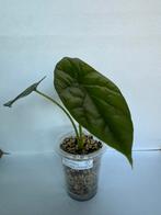 Alocasia silver dragon (1), Ophalen of Verzenden, Overige soorten, Minder dan 100 cm