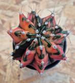 Cactus Gymnocalycium Mihanovichii p8 (G), Huis en Inrichting, Kamerplanten, Ophalen of Verzenden, Cactus, Volle zon, Minder dan 100 cm