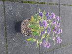 Caryopteris grand blue (baart bloem), Volle zon, Vaste plant, Zomer, Ophalen