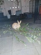 Gezocht: gecastreerde ram vlaamse/duitsereus, Dieren en Toebehoren, Juli, Mannelijk