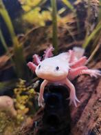 Axolotl Starburst en leucistic, Dieren en Toebehoren, Vis