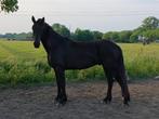 4 jarige ruin kruising Fries x Knapstrupper, Merrie, 3 tot 6 jaar, Gechipt, Onbeleerd