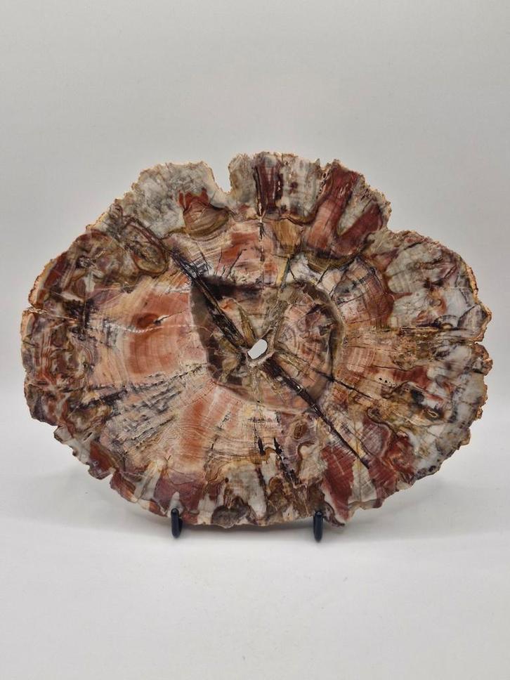 Versteend hout, Verzamelen, Mineralen en Fossielen, Ophalen of Verzenden