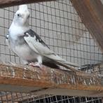 Ruilen bonte witmasker man 2025 voor pop, Dieren en Toebehoren, Vogels | Parkieten en Papegaaien, Mannelijk, Parkiet, Geringd