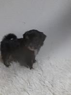 Te koop Boomer pups, Dieren en Toebehoren, Honden | Chihuahua's en Gezelschapshonden, Overige rassen, 8 tot 15 weken, Meerdere