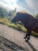 Bijrijder of verzorger aangeboden, Dieren en Toebehoren, Ophalen of Verzenden, Gebruikt