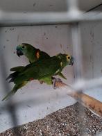 Koppel blauwvoorhoofd amazone, Dieren en Toebehoren, Vogels | Parkieten en Papegaaien, Meerdere dieren, Papegaai, Geringd