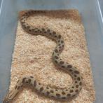 0.1 Heterodon nasicus anaconda het albino nk.21, Slang, 3 tot 6 jaar