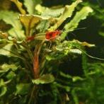 neocaridina red rili | leidingwater garnaal, Dieren en Toebehoren, Kreeft, Krab of Garnaal, Zoetwatervis, Schoolvis