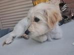 Ter adoptie Didi, Dieren en Toebehoren, Honden | Niet-rashonden, CDV (hondenziekte), 8 tot 15 weken, Teef, Eén hond