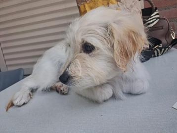Ter adoptie Didi  beschikbaar voor biedingen
