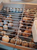 Japanse kwartelkuikens,  vandaag 3 november uit het ei, Geslacht onbekend