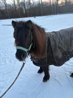 Stalling gezocht voor shetlander!, Stalling