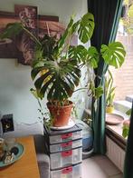 Te koop of te ruil grote monstera deliciosa, Ophalen, Overige soorten