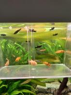 Molly's zwart en Oranje/ zwart gevlekte, Dieren en Toebehoren, Vis