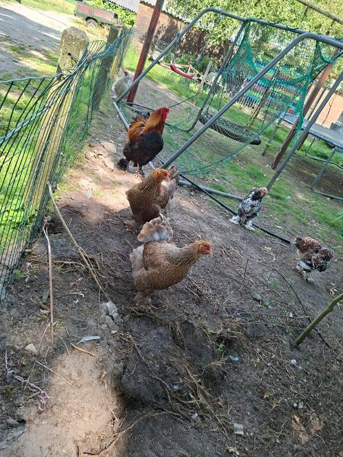 Brahma foktoom, Dieren en Toebehoren, Pluimvee, Kip, Meerdere dieren
