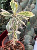Euphorbia Milii Variegata, Ophalen of Verzenden, Overige soorten, Minder dan 100 cm
