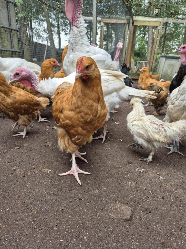 Orpington groot buff blauw splash, Dieren en Toebehoren, Pluimvee, Kip, Vrouwelijk