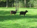 Soay schapen, Dieren en Toebehoren, Schapen, Geiten en Varkens, Vrouwelijk, Schaap