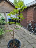 Kastanje, Ophalen, Volle zon, Overige soorten, Minder dan 100 cm