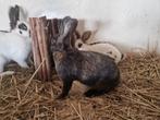 Rijnlander ram & voedster, Dieren en Toebehoren, Konijnen, Meerdere dieren
