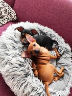 Dwergpinscher pups laatste teefje nog beschikbaar, Dieren en Toebehoren, Overige rassen, 8 tot 15 weken, Meerdere, Meerdere dieren