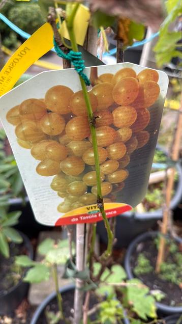 Italiaanse tafeldruiven import geënt hoog 150/175  pst 24,95 beschikbaar voor biedingen