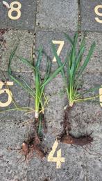 Tuinplant Yucca | 3 beschikbaar, Ophalen, Vaste plant, Overige soorten, Volle zon