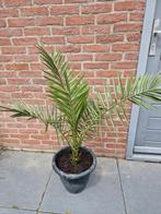 planten, Tuin en Terras, Planten | Tuinplanten, Ophalen, Bloeit niet, Overige soorten, Volle zon