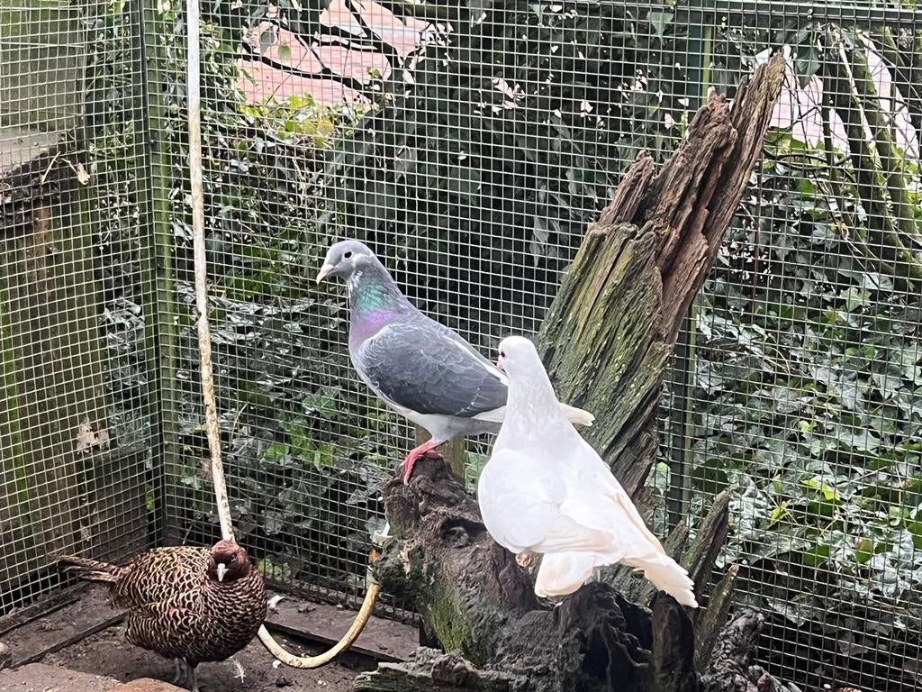 Te koop duiven, Dieren en Toebehoren, Meerdere dieren, Overige soorten