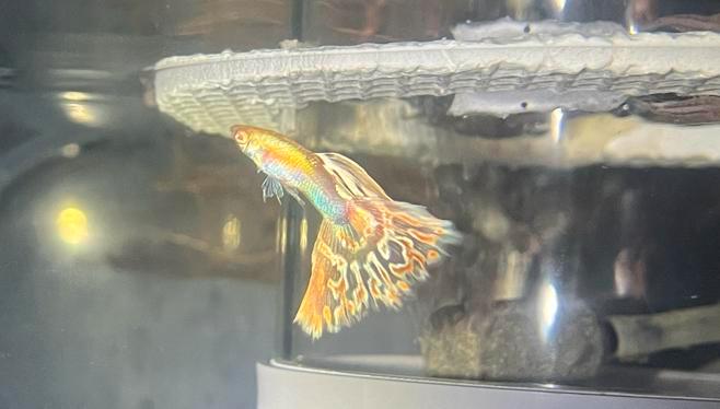 Prachtige Albino Pink Mosaic Guppen Raszuiver!, Dieren en Toebehoren, Vissen | Aquariumvissen, Vis