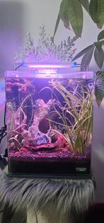 Nano Cube
DENNERLE, Dieren en Toebehoren, Vissen | Aquaria en Toebehoren, Ophalen, Zo goed als nieuw, Gevuld zoetwateraquarium