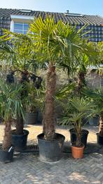 Trachycarpus Fortunei Stamhoogte 180cm palmboom, Zomer, Volle zon, Ophalen of Verzenden, Palmboom