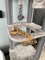Raszuivere Bengaalse kittens, Meerdere dieren, Gechipt, 0 tot 2 jaar