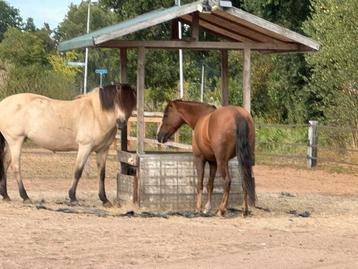 Gezocht leuk en bomproof paard beschikbaar voor biedingen