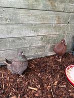 King duiven/ kip duiven koppel, Dieren en Toebehoren, Meerdere dieren