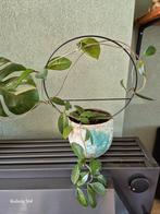 Twee gezonde Hoya's te koop!, Ophalen