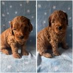 Australienlabradoodle pups, 8 tot 15 weken, Parvo, Meerdere, Meerdere dieren