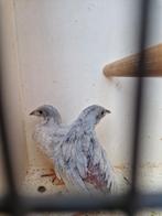 Koppel kwartels, Meerdere dieren, Tropenvogel